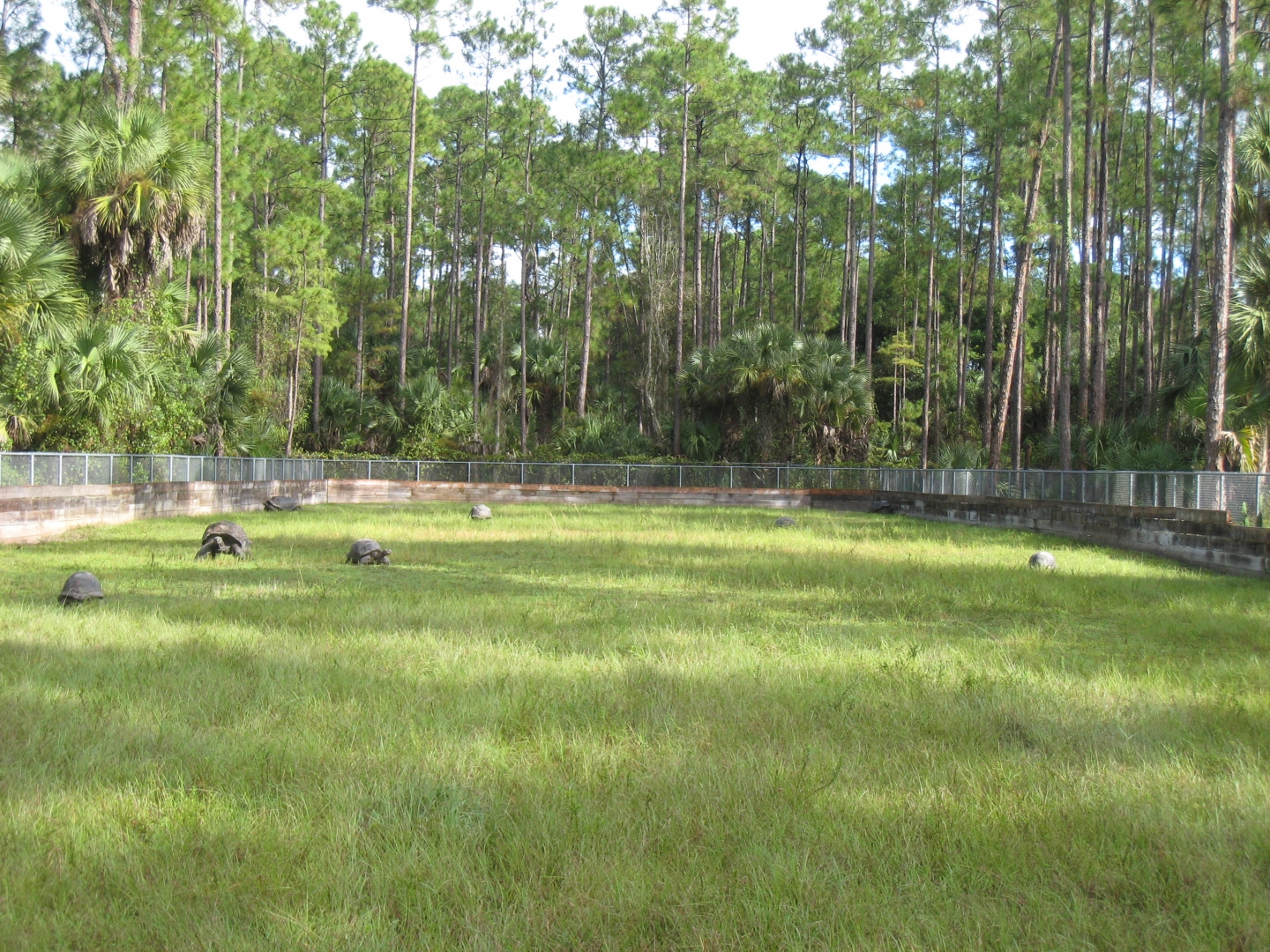 ALDABRA BREEDER