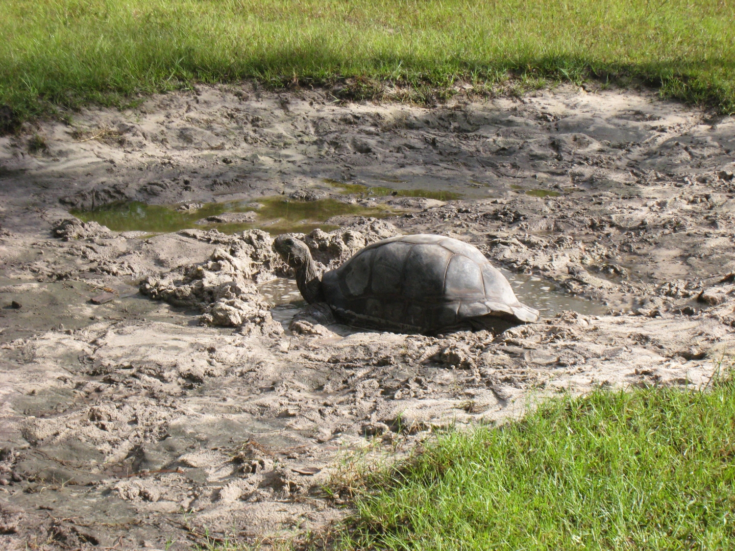 ALDABRA BREEDER