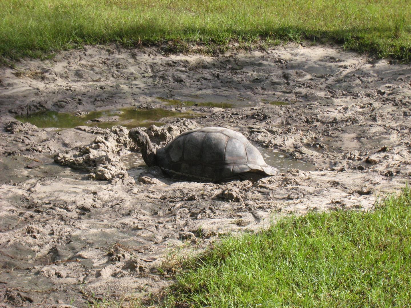 ALDABRA BREEDER
