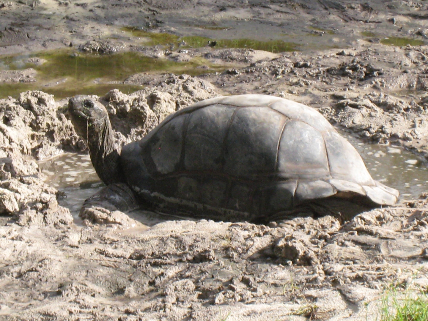 ALDABRA BREEDER