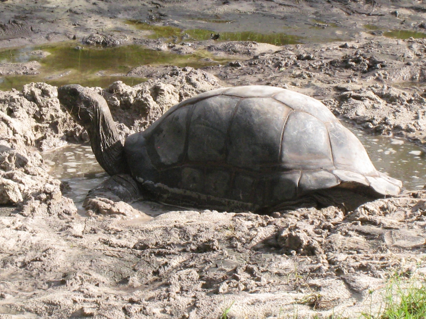 ALDABRA BREEDER