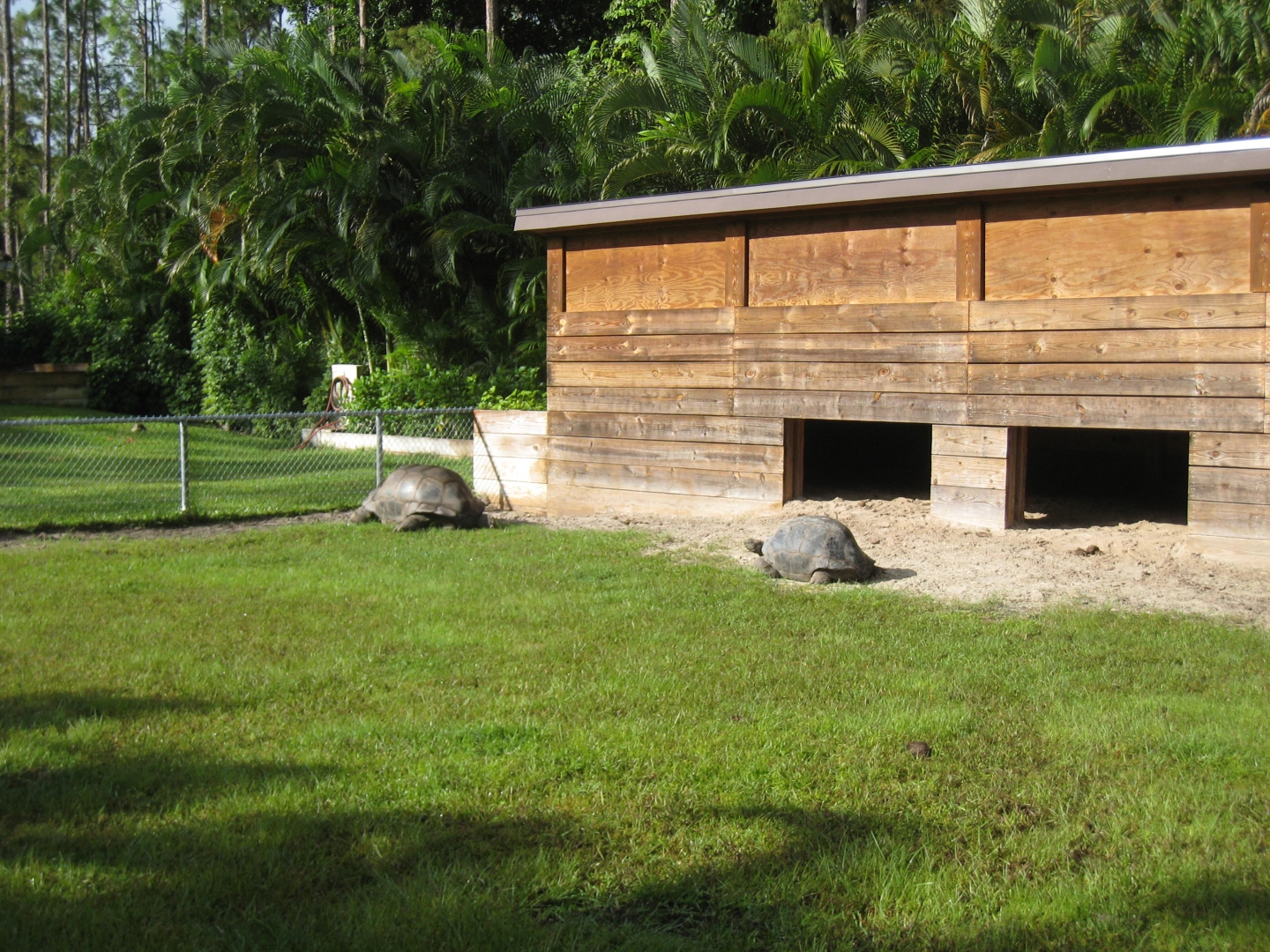 ALDABRA BREEDER