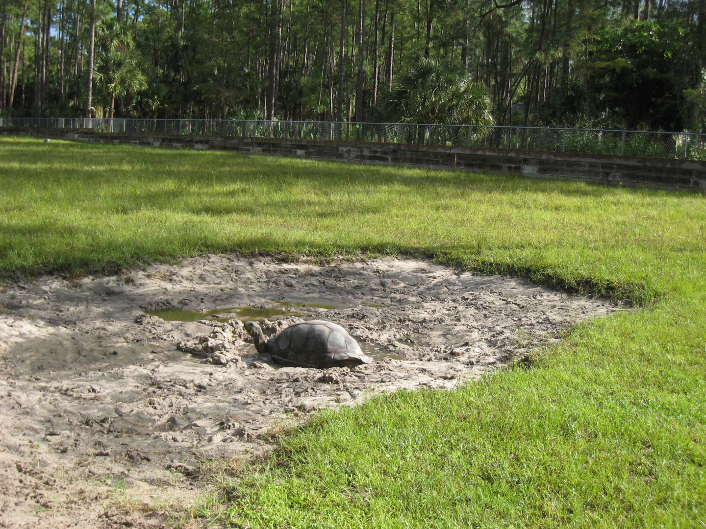 ALDABRA BREEDER