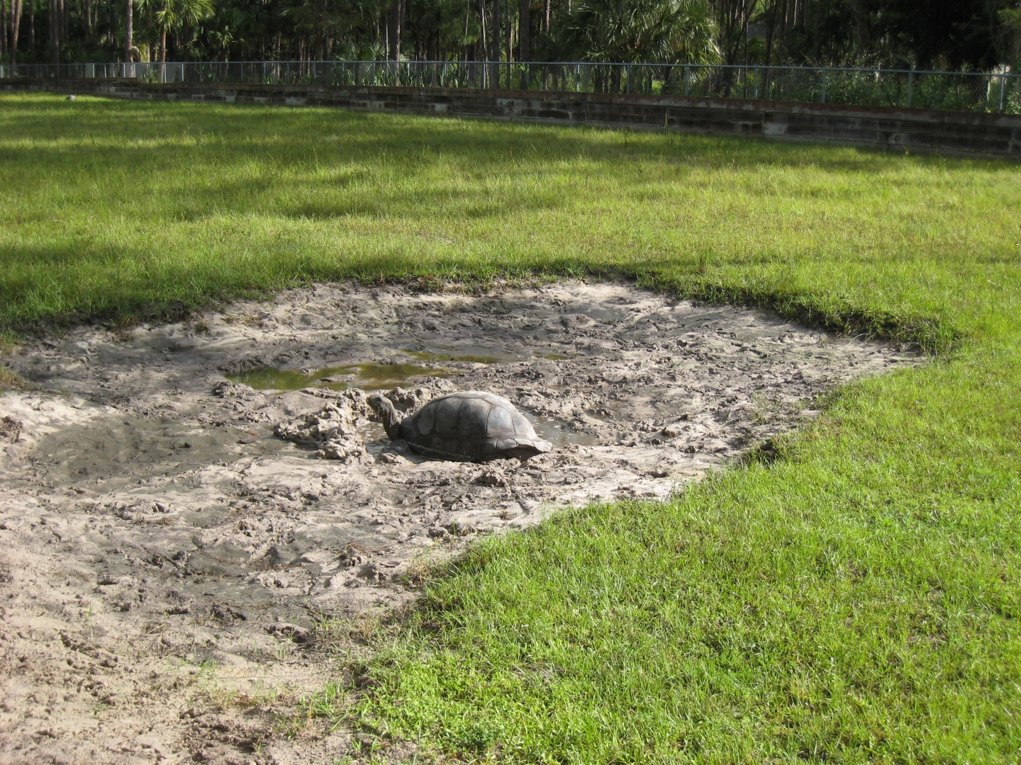 ALDABRA BREEDER
