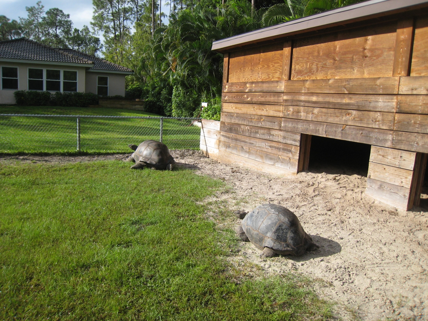 ALDABRA BREEDER