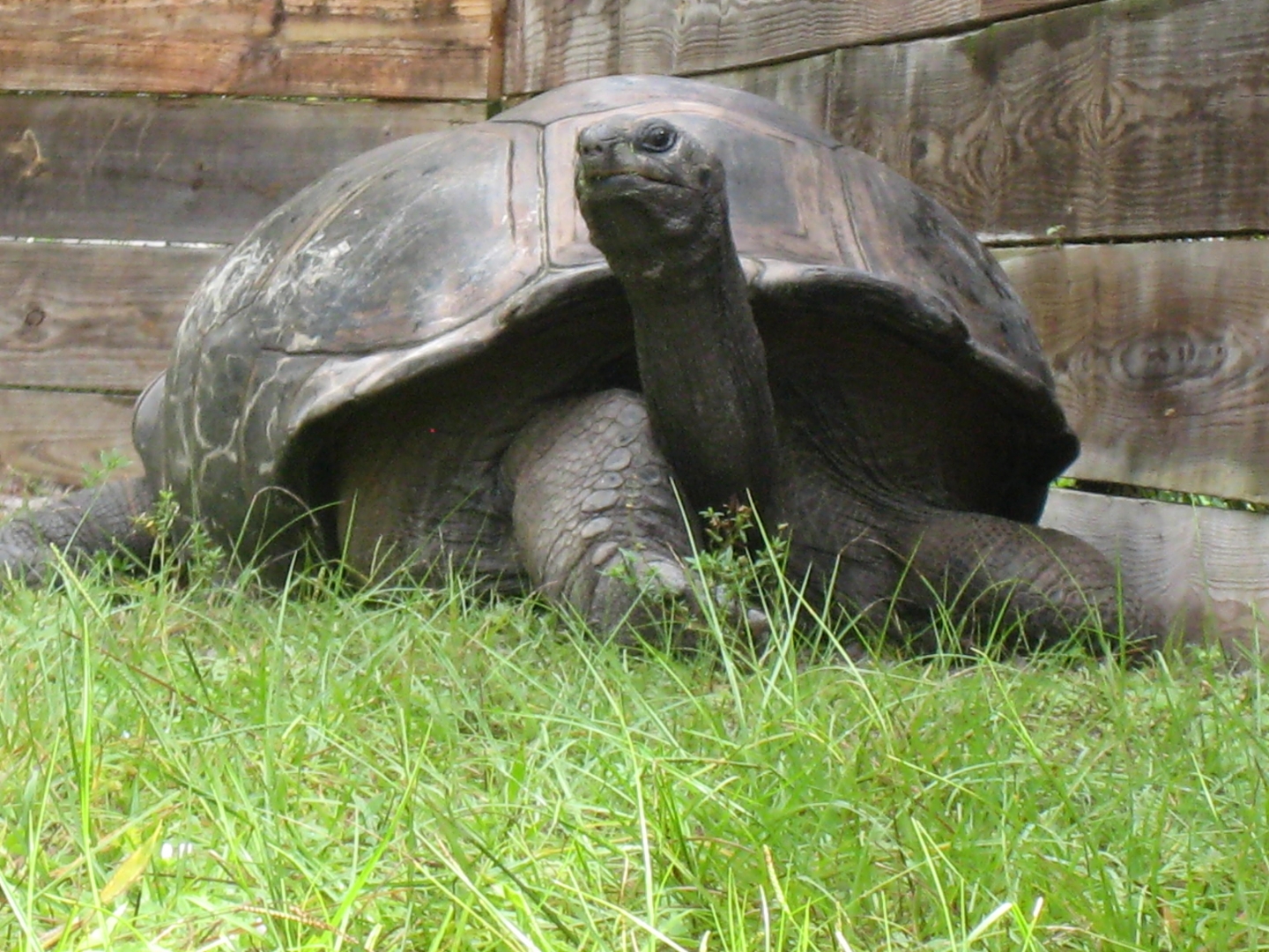 ALDABRA BREEDER
