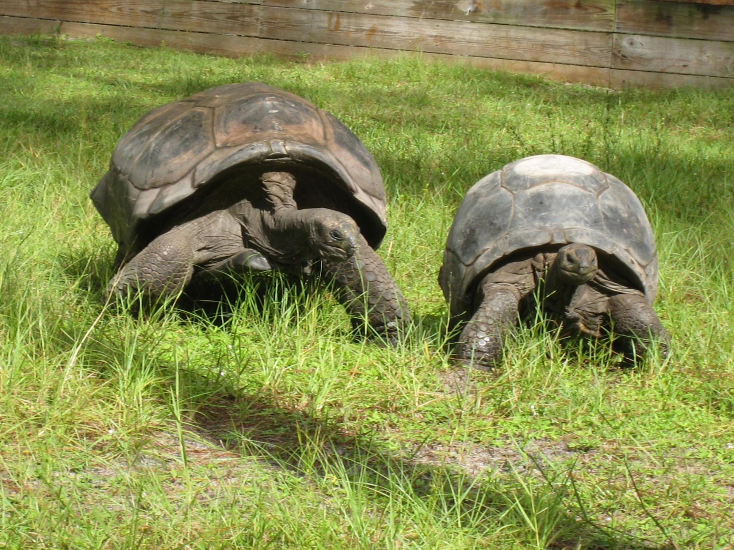 ALDABRA BREEDER