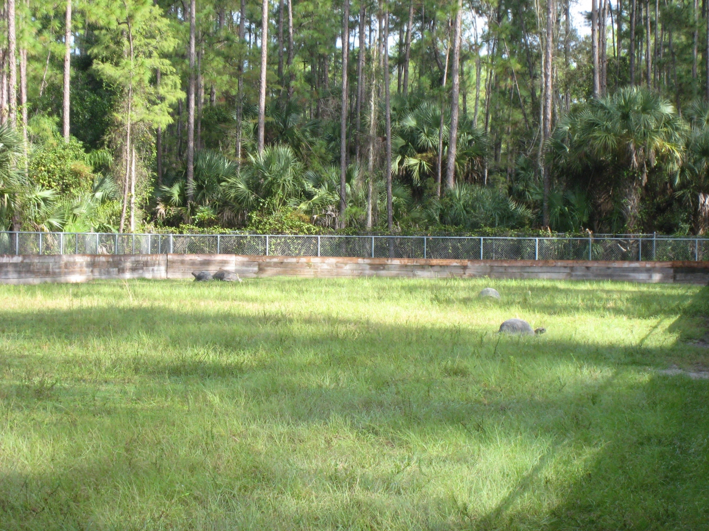 ALDABRA BREEDER