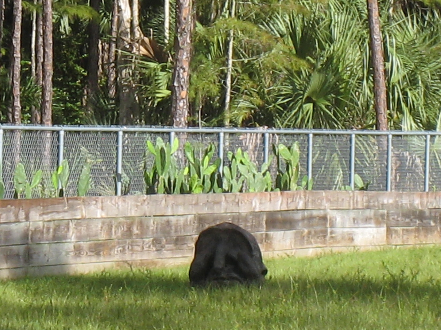 ALDABRA BREEDER