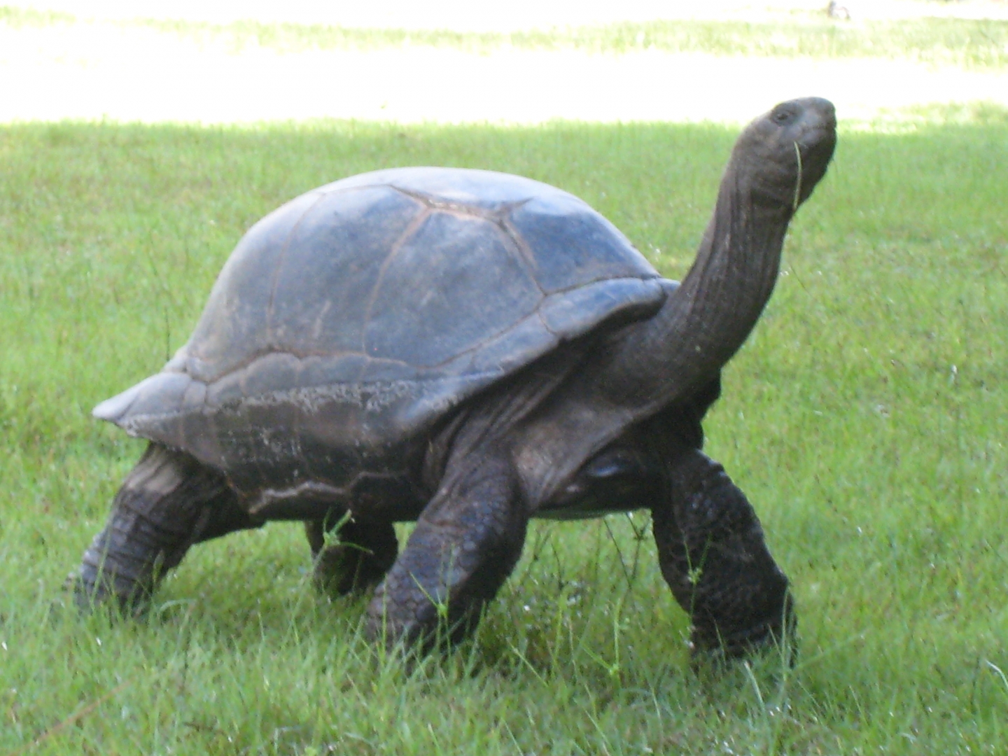 ALDABRA BREEDER