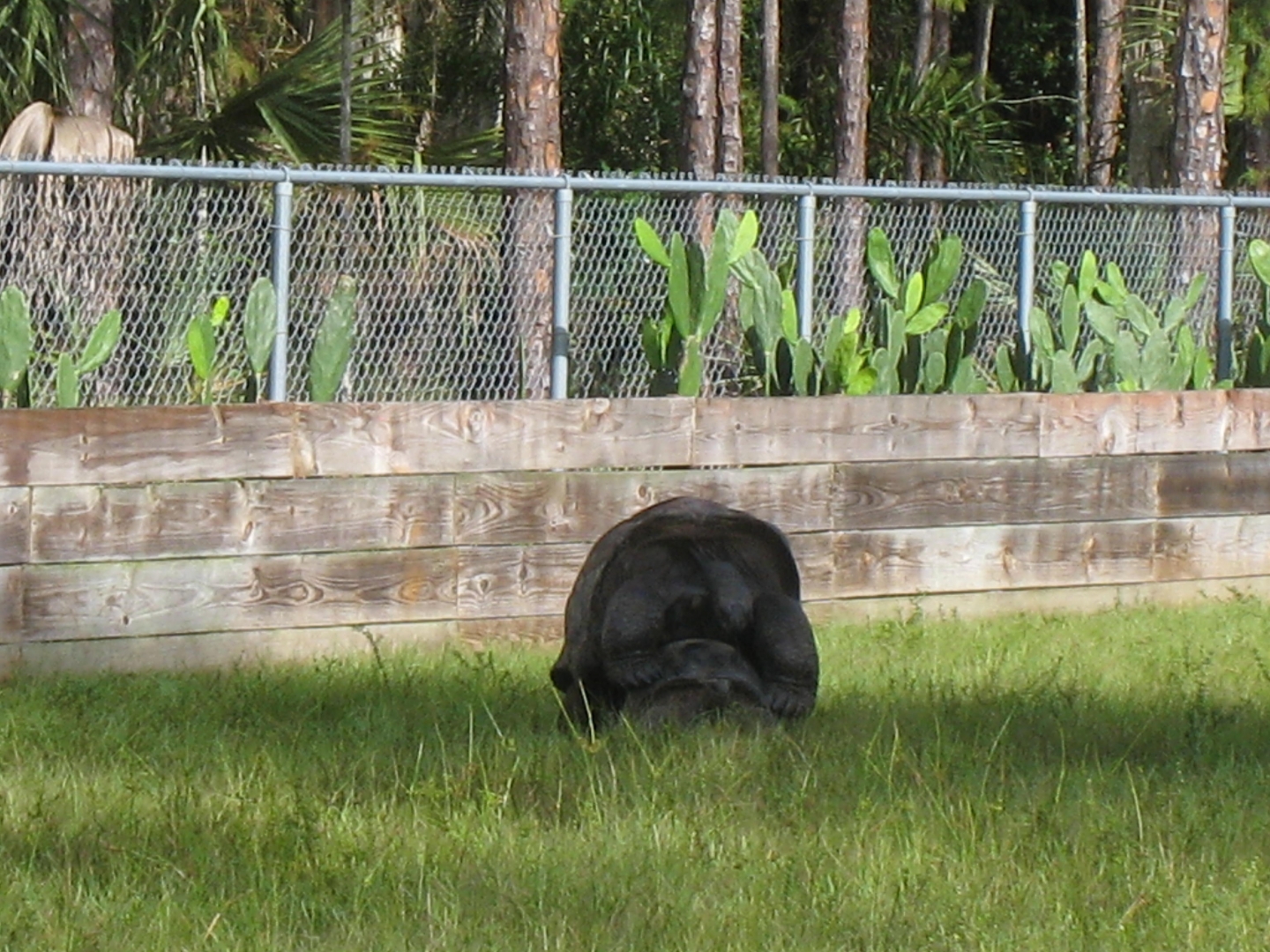 ALDABRA BREEDER