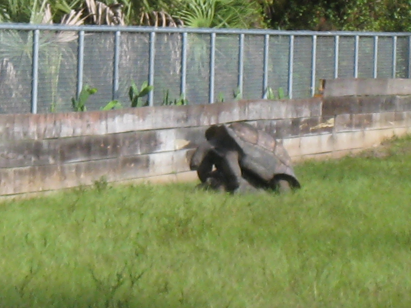 ALDABRA BREEDER