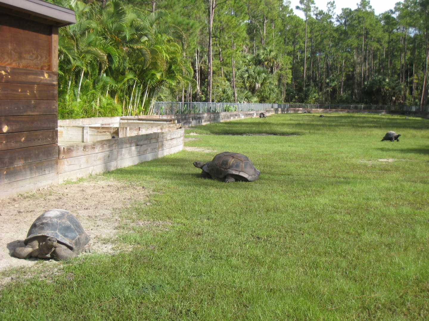 ALDABRA BREEDER