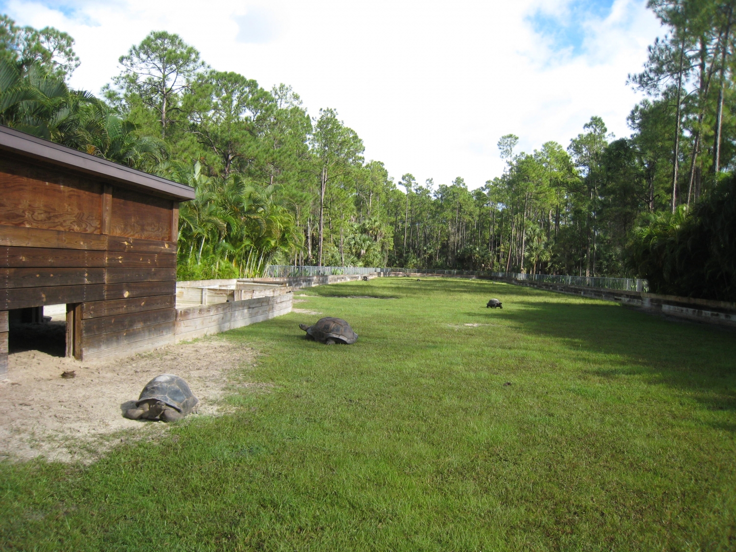 ALDABRA BREEDER