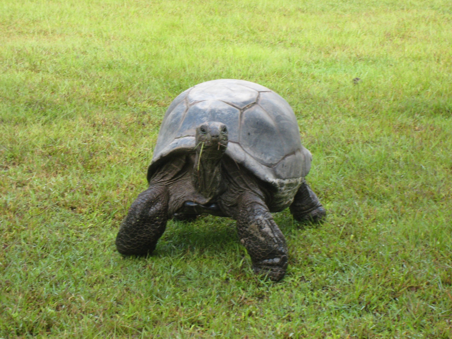 ALDABRA BREEDER