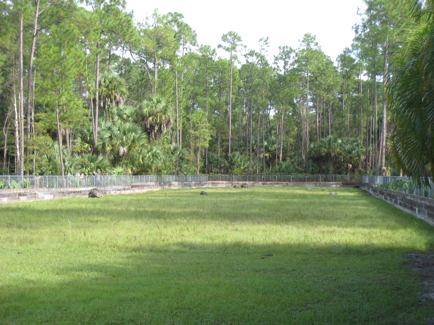 ALDABRA BREEDER