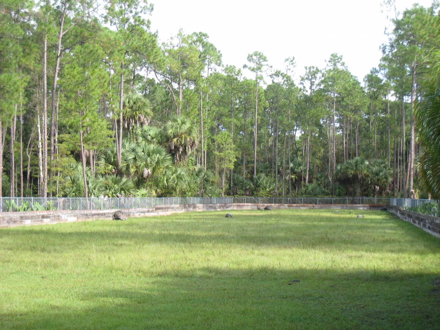 ALDABRA BREEDER