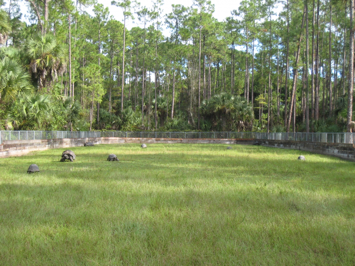ALDABRA BREEDER