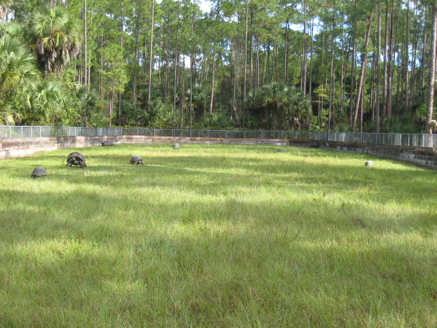 ALDABRA BREEDER