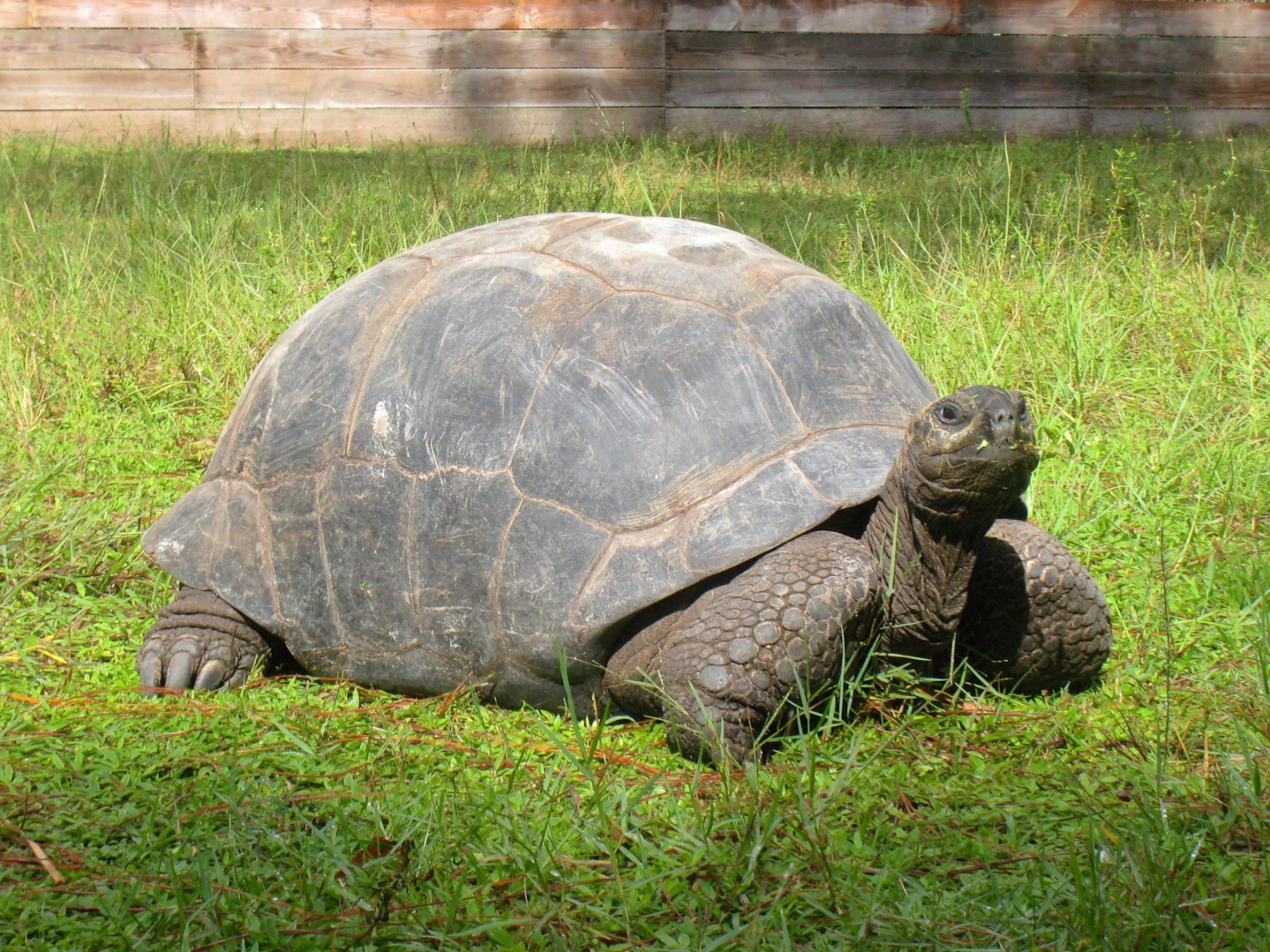 ALDABRA BREEDER