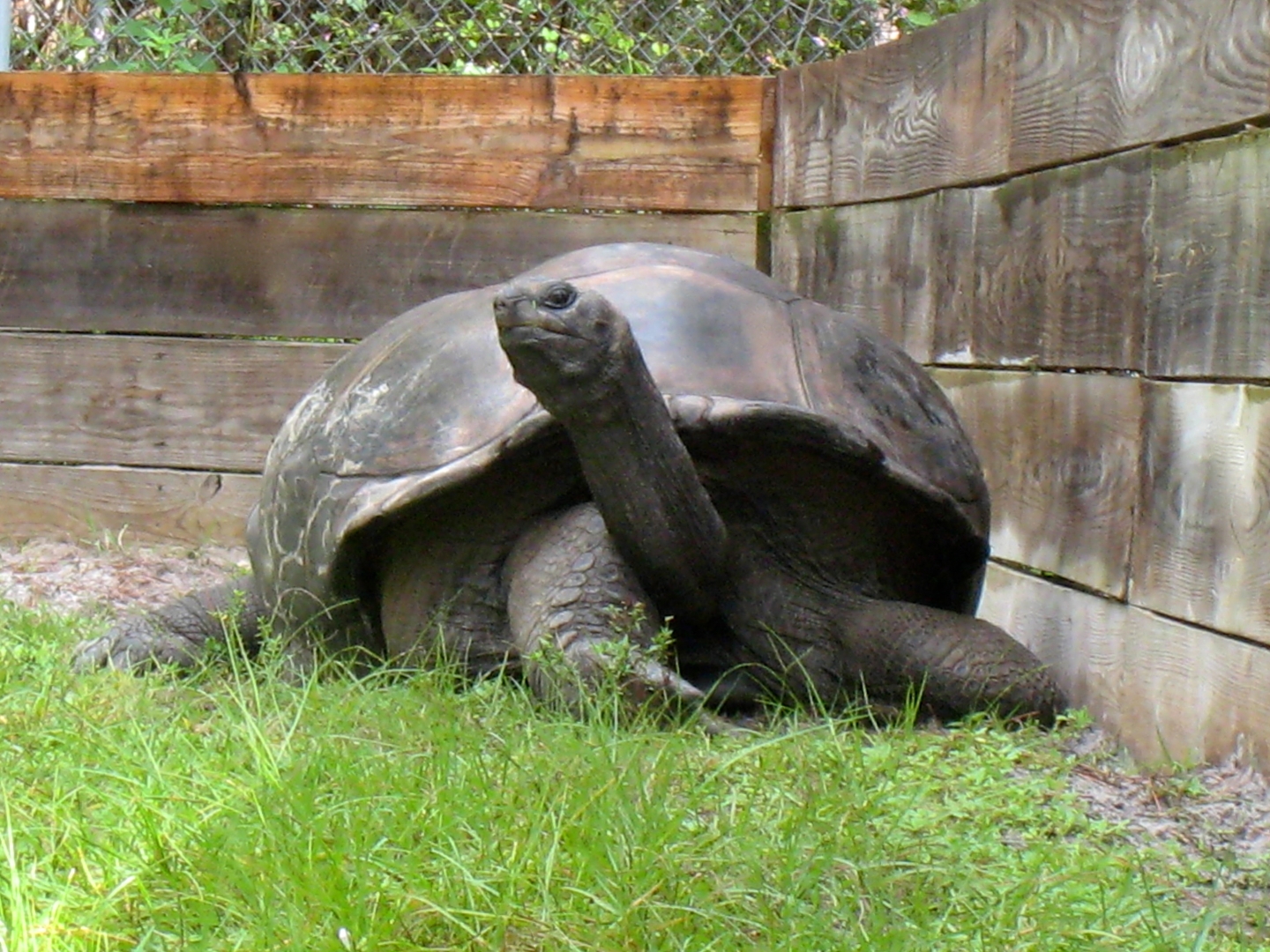 ALDABRA BREEDER