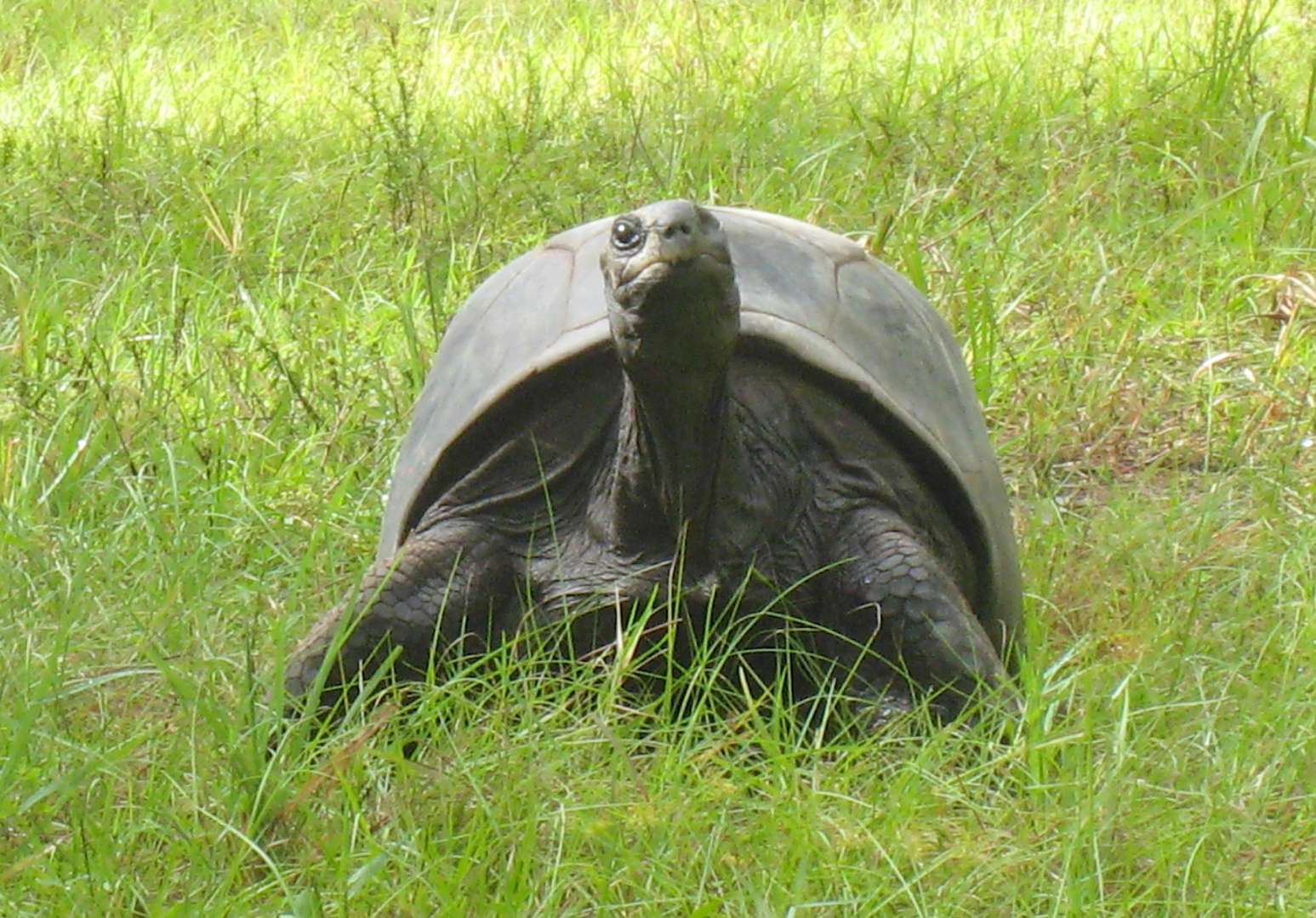 ALDABRA BREEDER