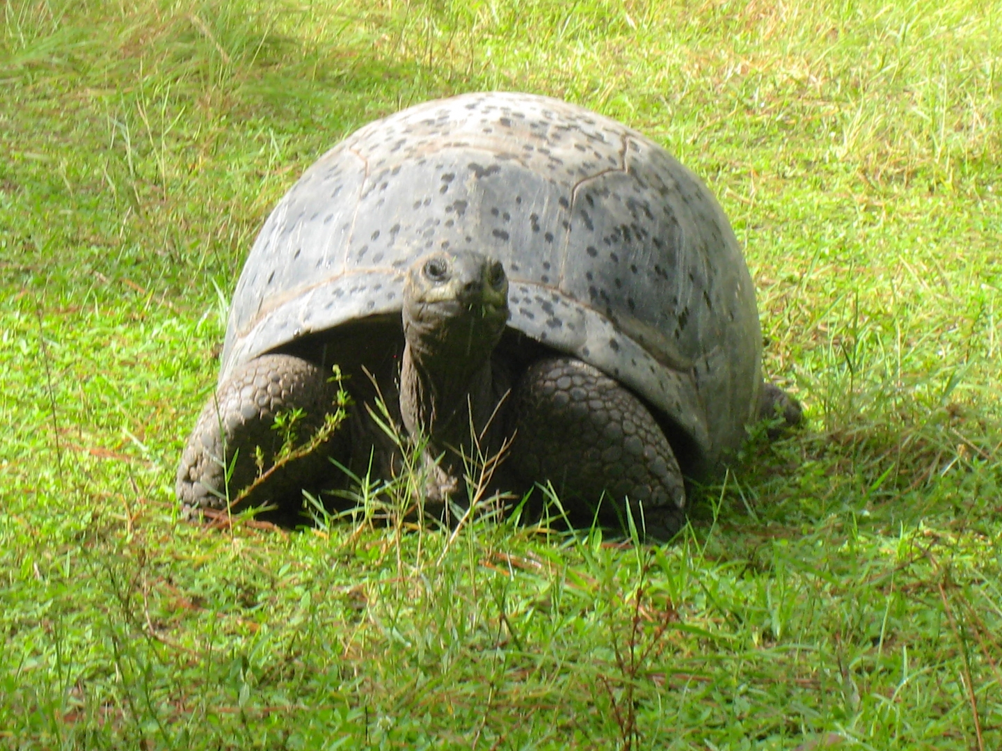 ALDABRA BREEDER