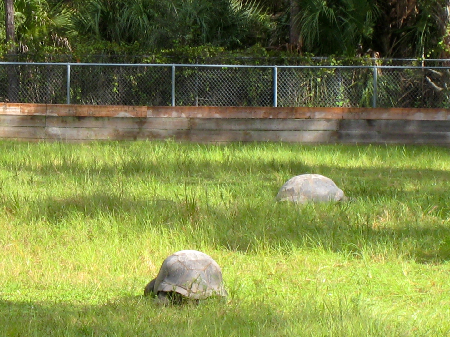 ALDABRA BREEDER