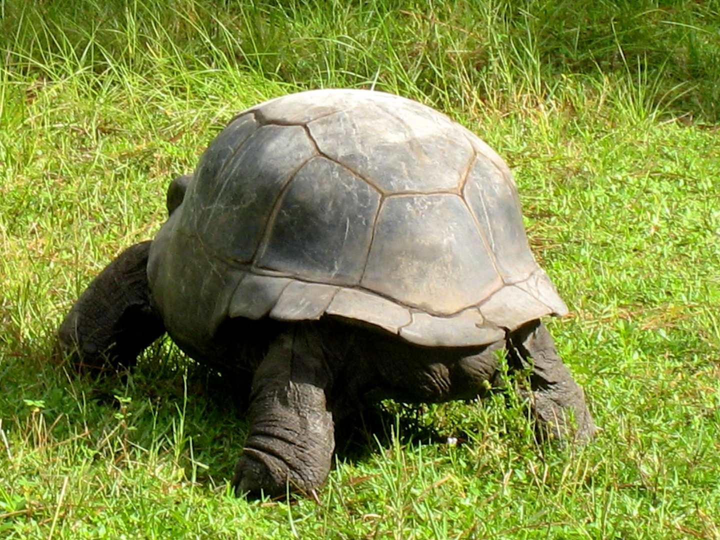 ALDABRA BREEDER