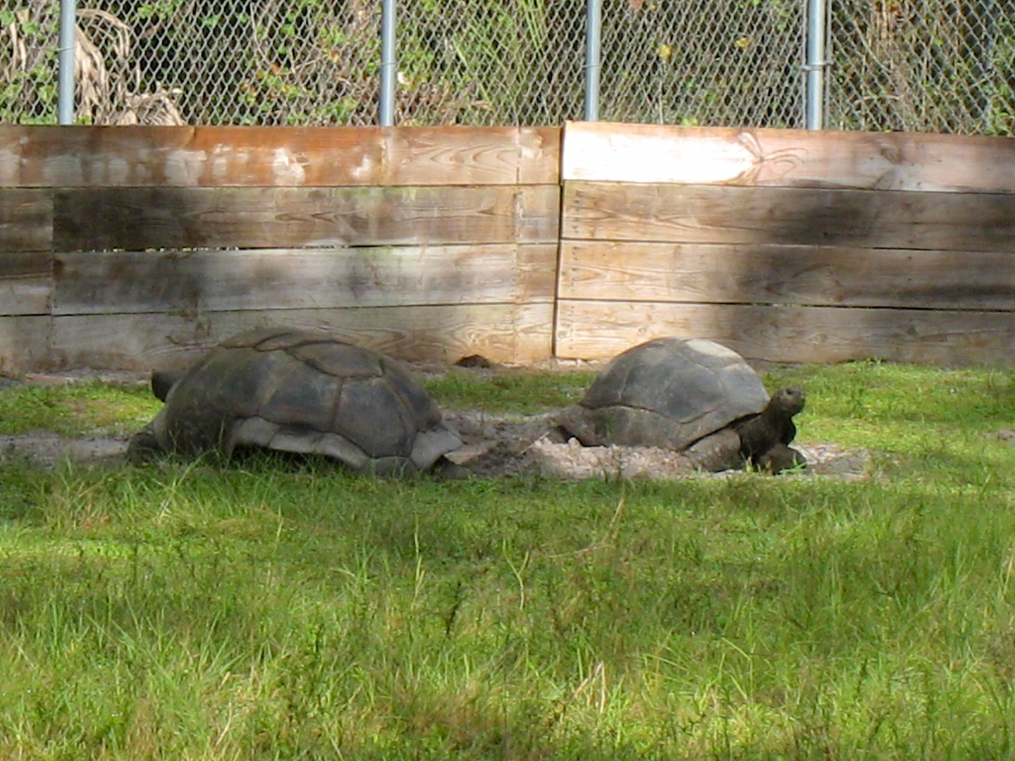 ALDABRA BREEDER