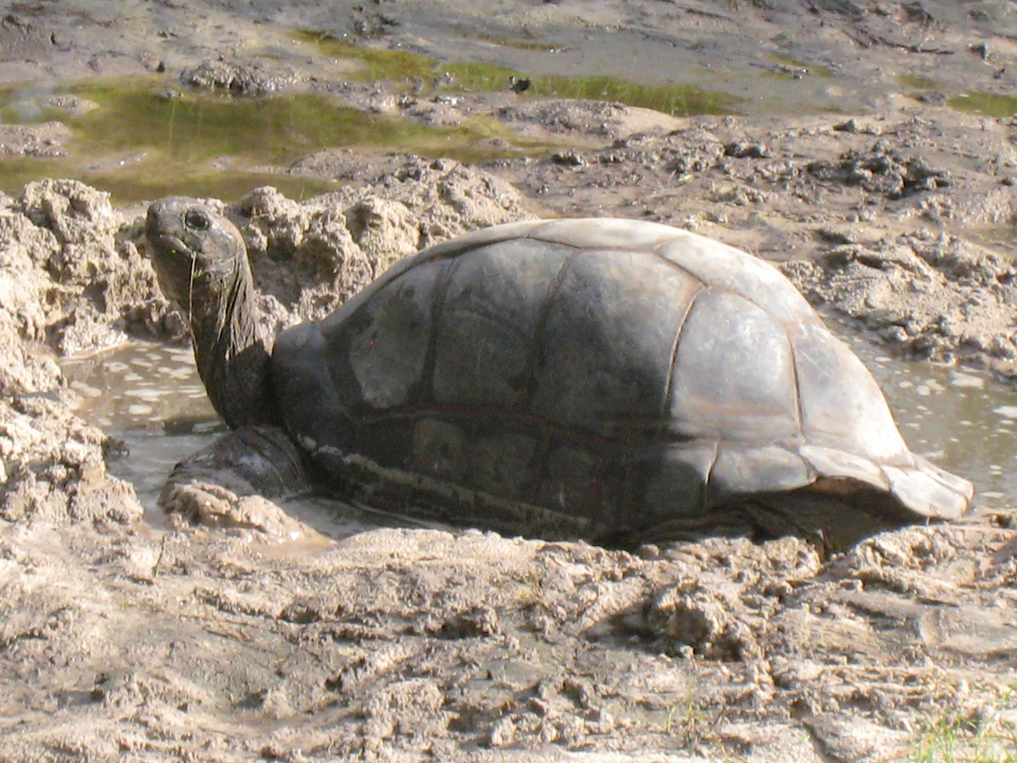 ALDABRA BREEDER
