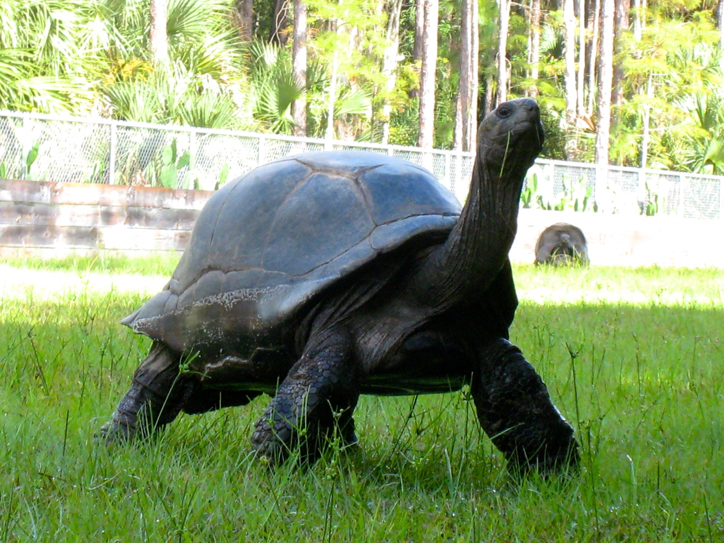ALDABRA BREEDER