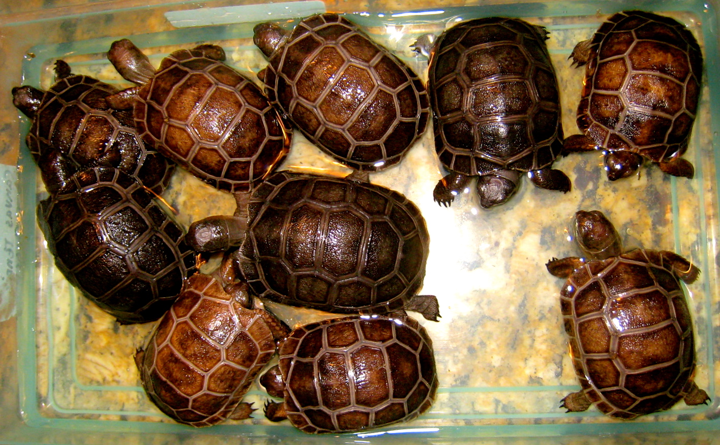 ALDABRA BREEDER