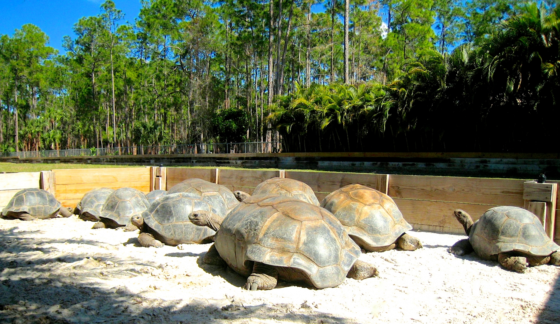 ALDABRA BREEDER