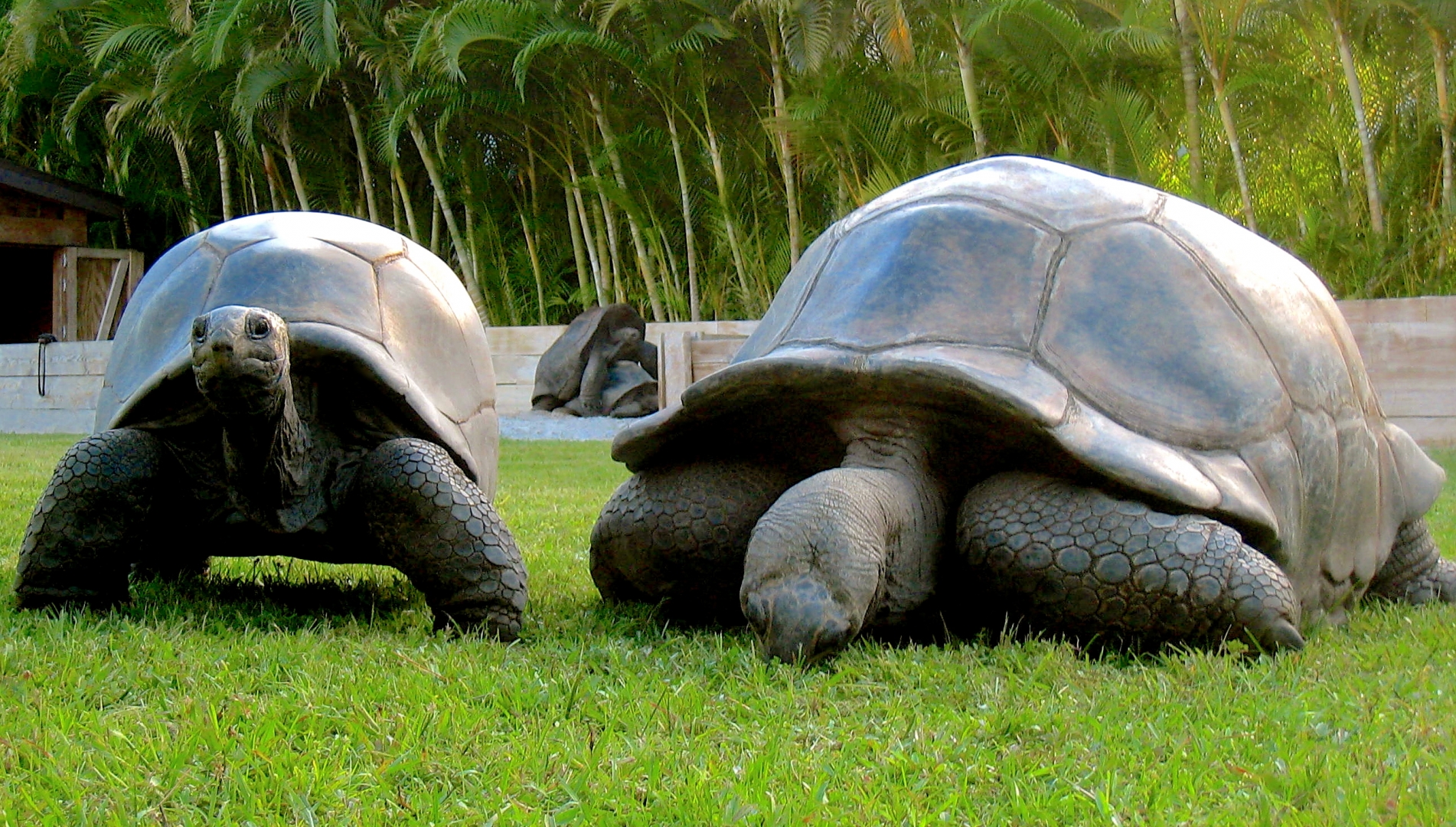 ALDABRA BREEDER