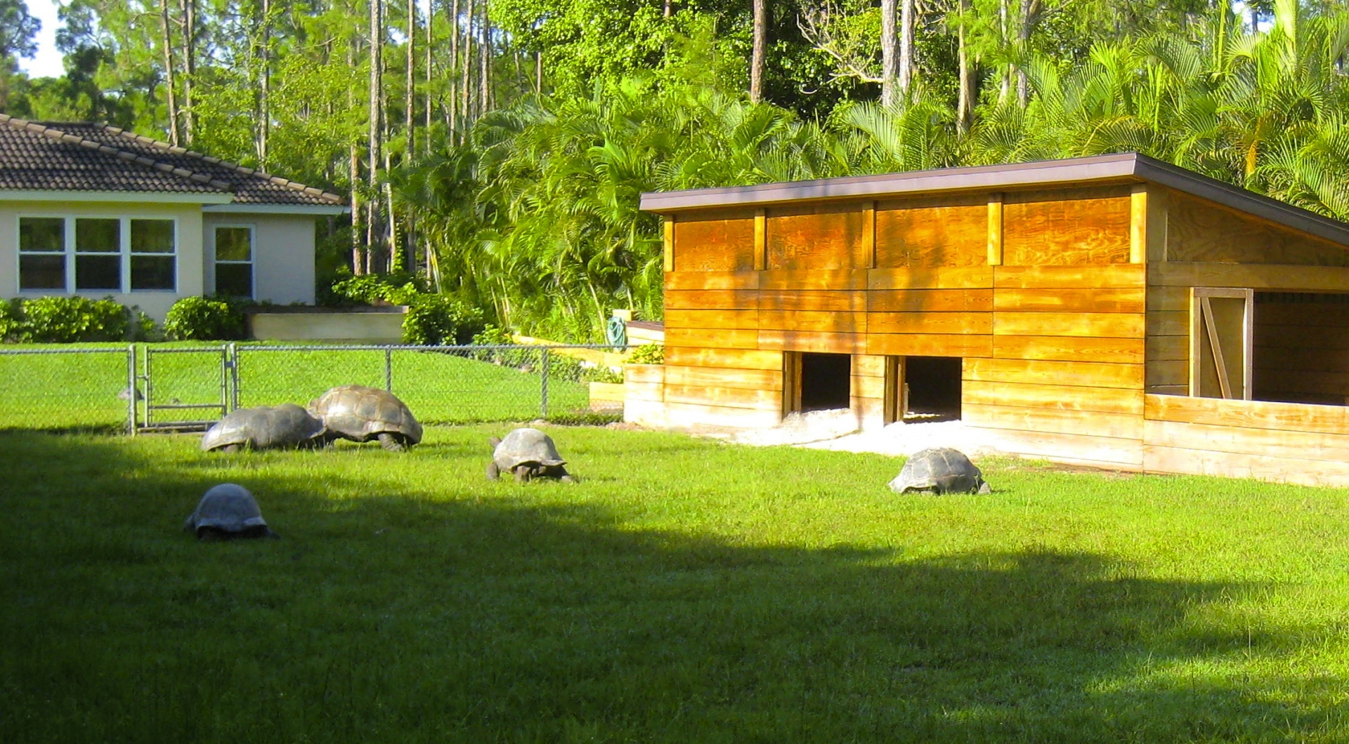 ALDABRA BREEDER