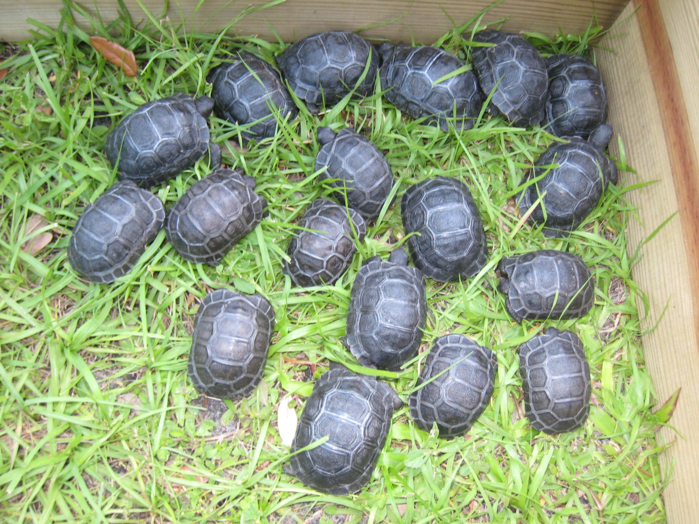 ALDABRA BREEDER