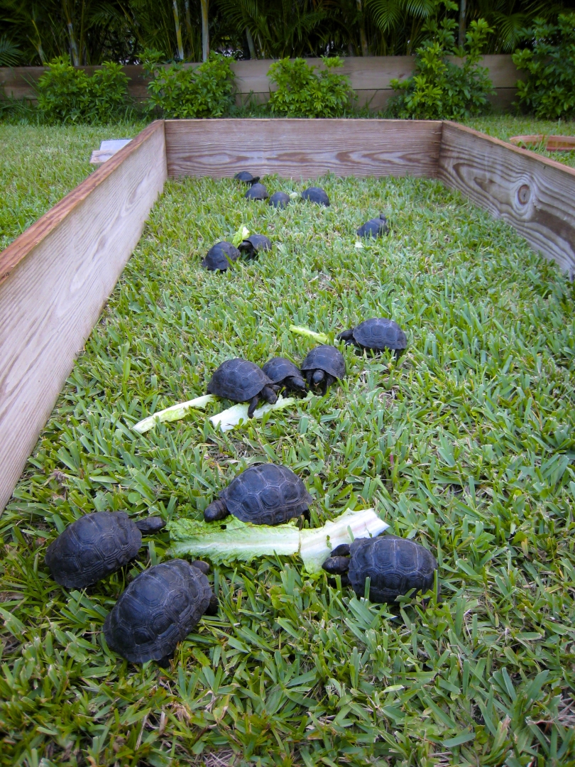 ALDABRA BREEDER