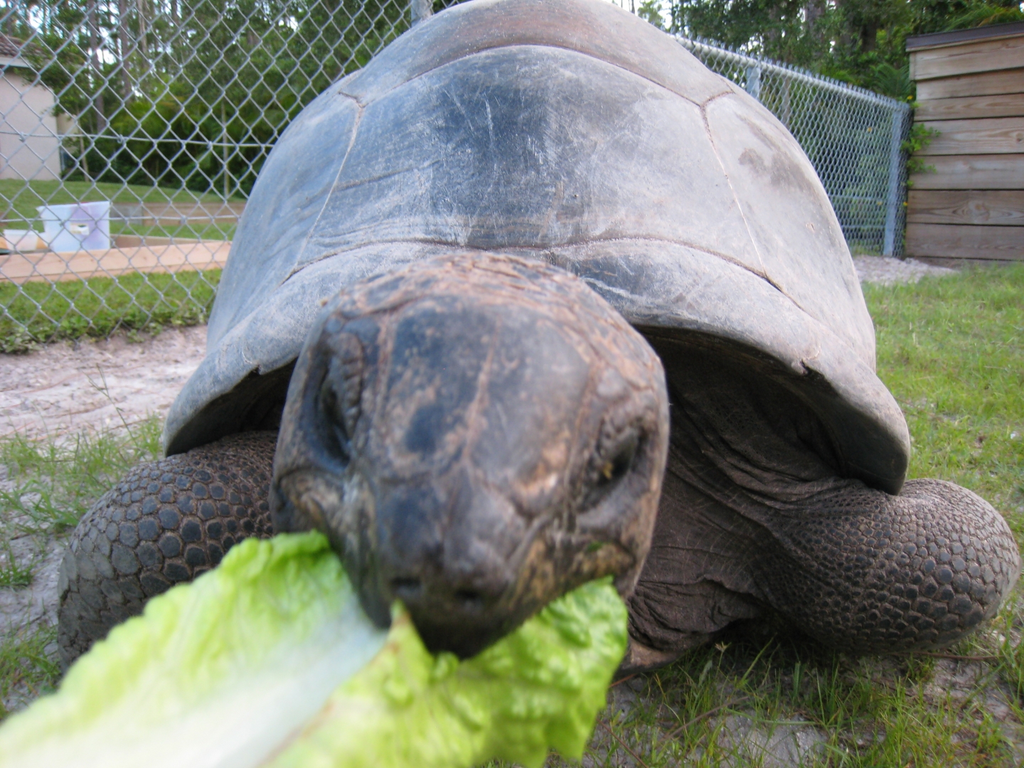 ALDABRA BREEDER