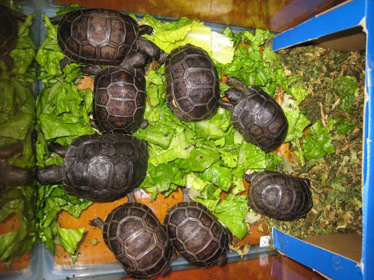 ALDABRA BREEDER