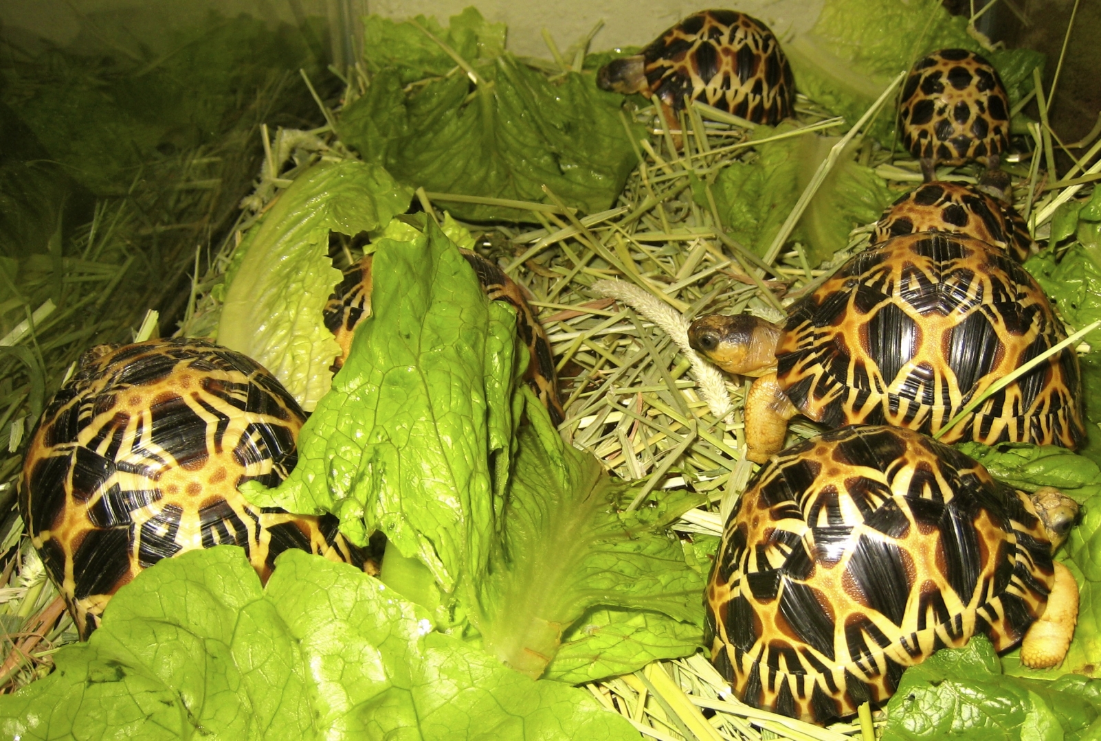 ALDABRA BREEDER