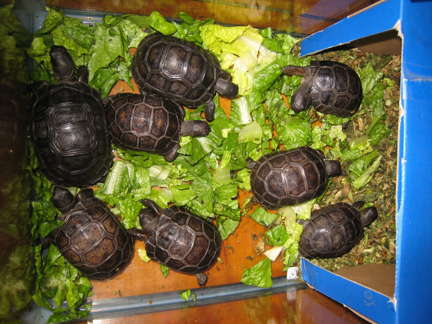 ALDABRA BREEDER