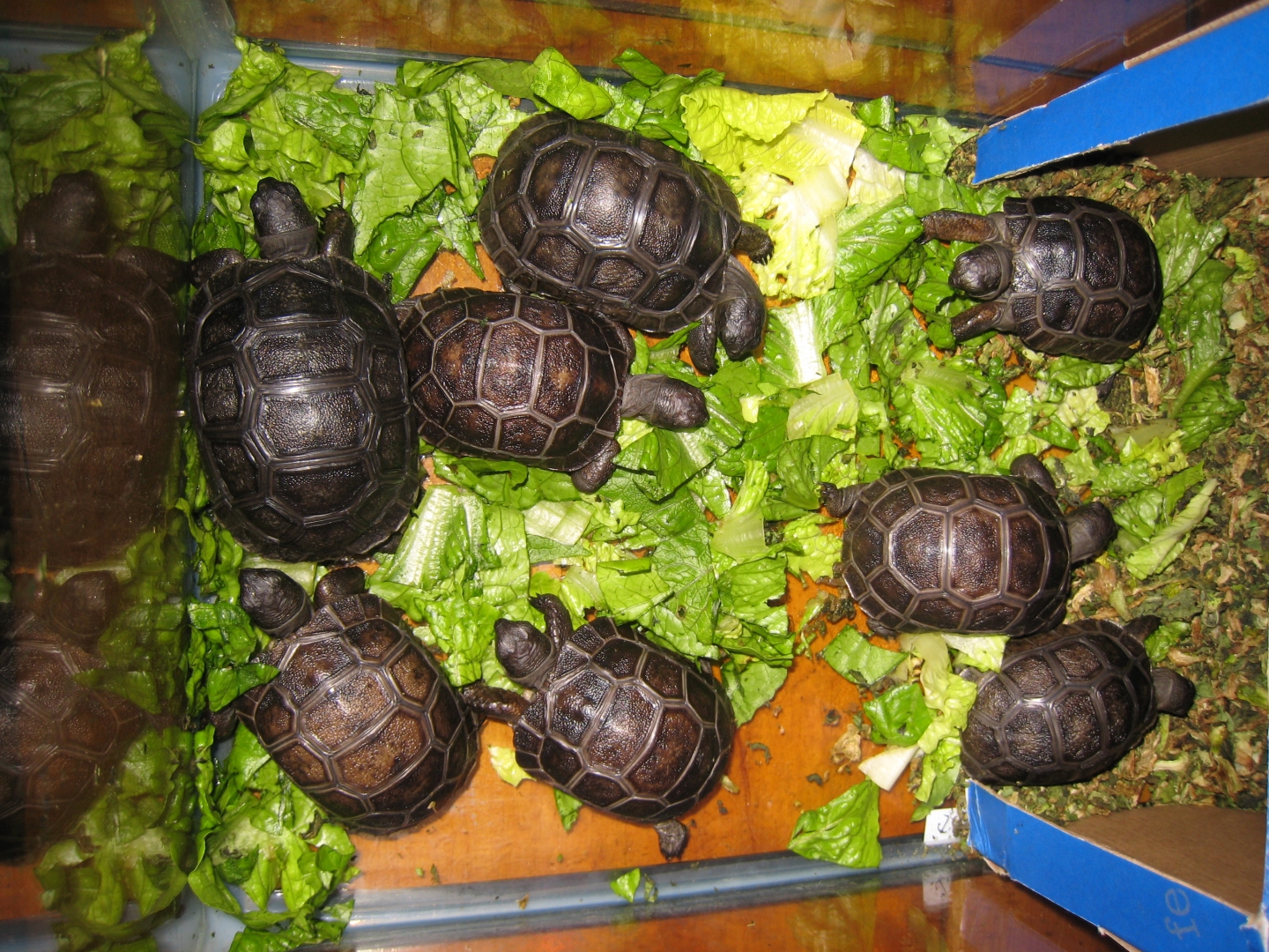 ALDABRA BREEDER