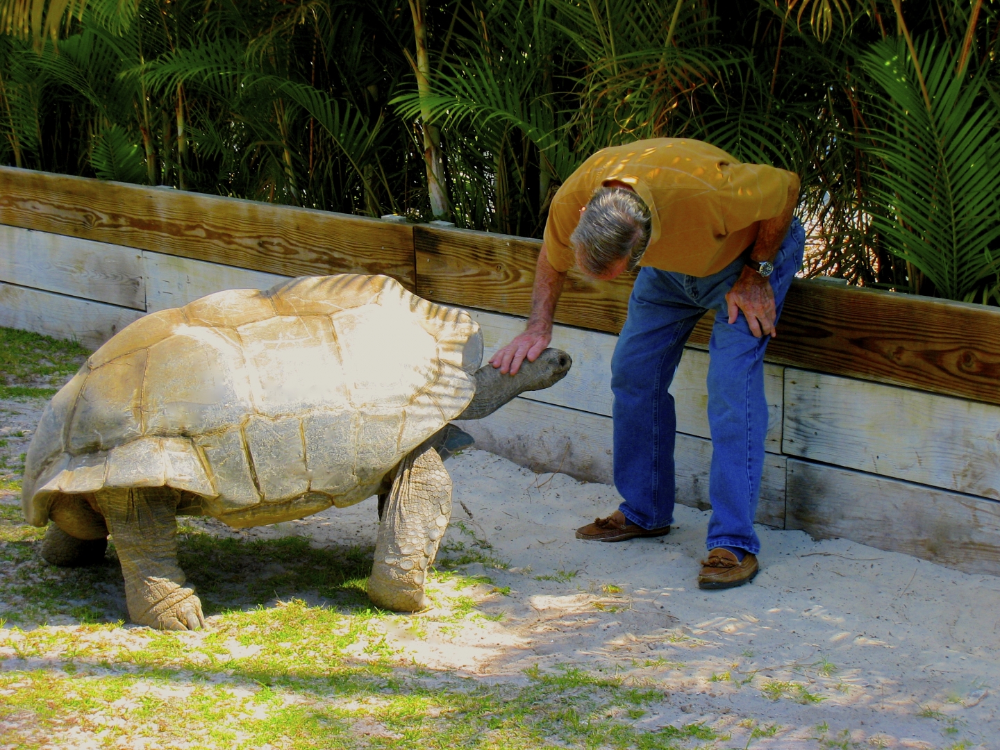 ALDABRA BREEDER
