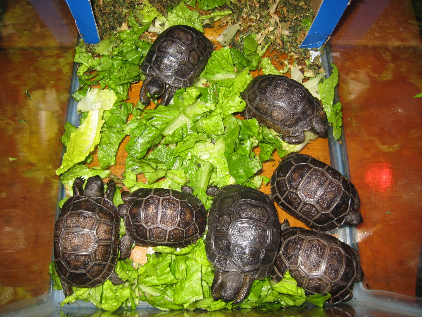 ALDABRA BREEDER