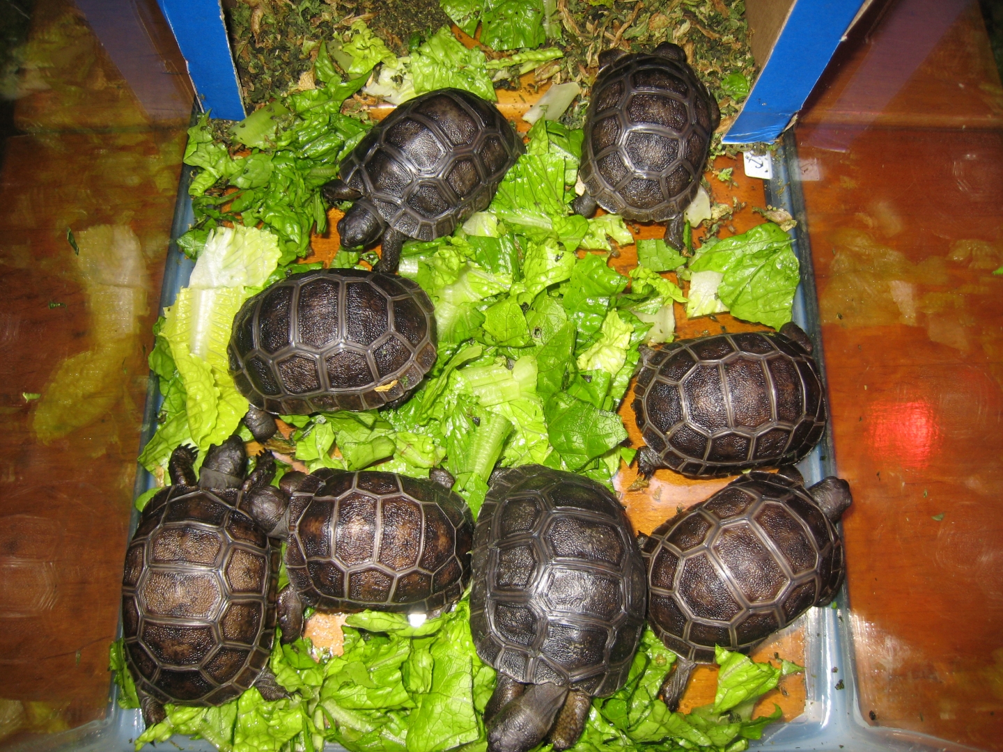 ALDABRA BREEDER