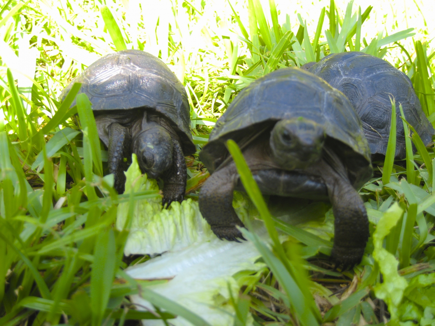 ALDABRA BREEDER