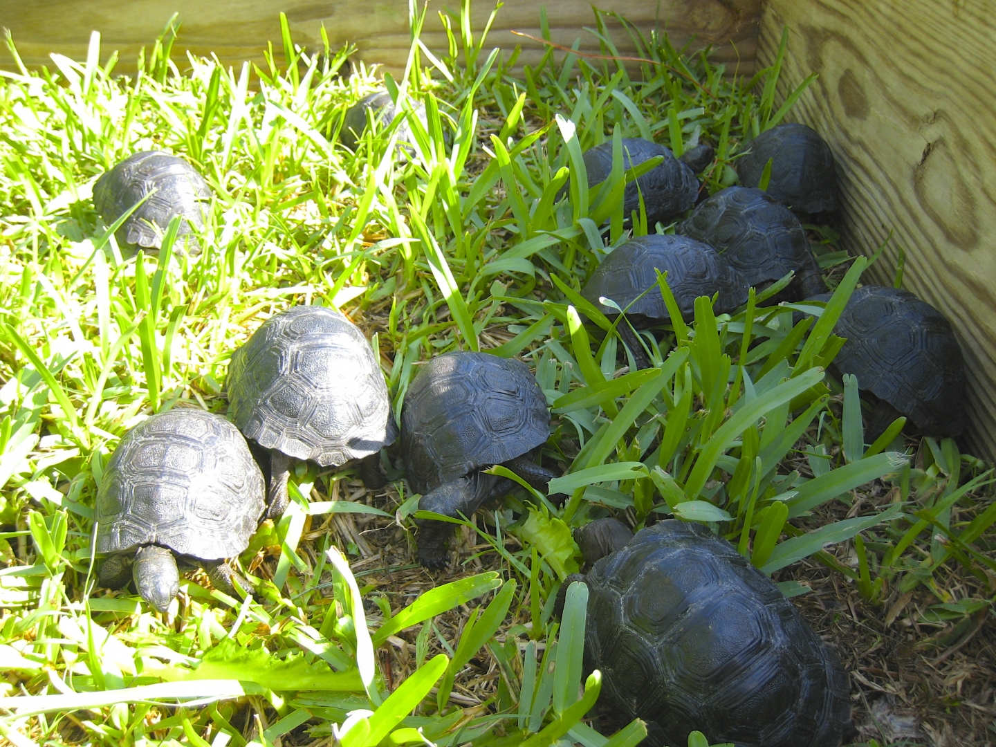 ALDABRA BREEDER