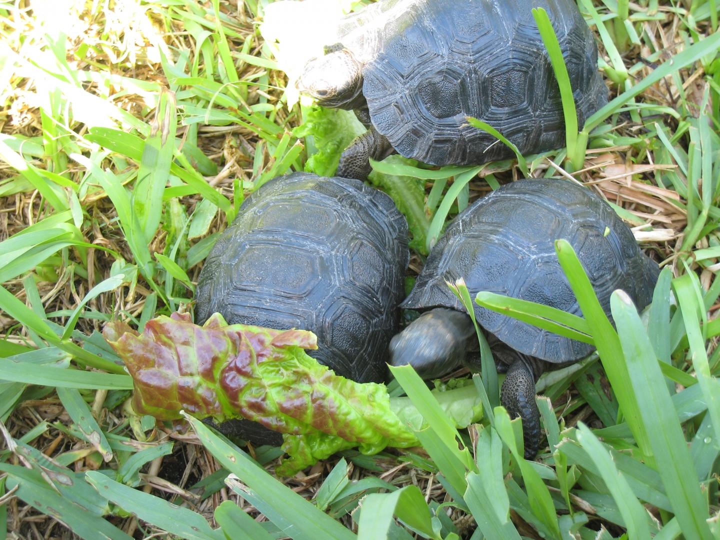 ALDABRA BREEDER