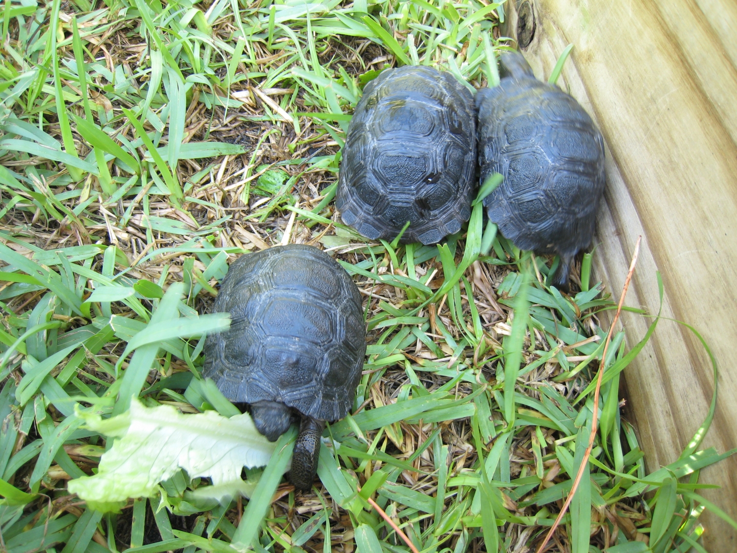 ALDABRA BREEDER